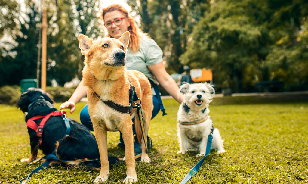 Pet Laws and Deposits in California