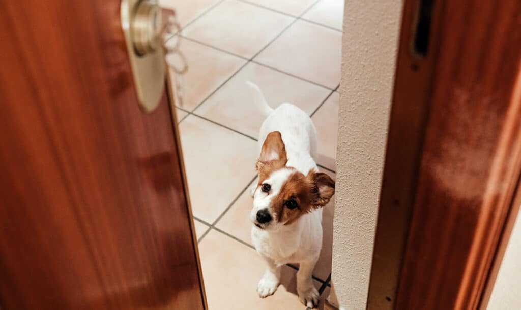 Evidence You Need for Pet Cases